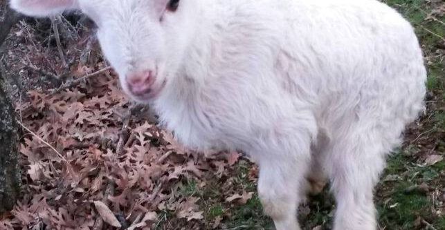 Arka ayakları kısa doğdu