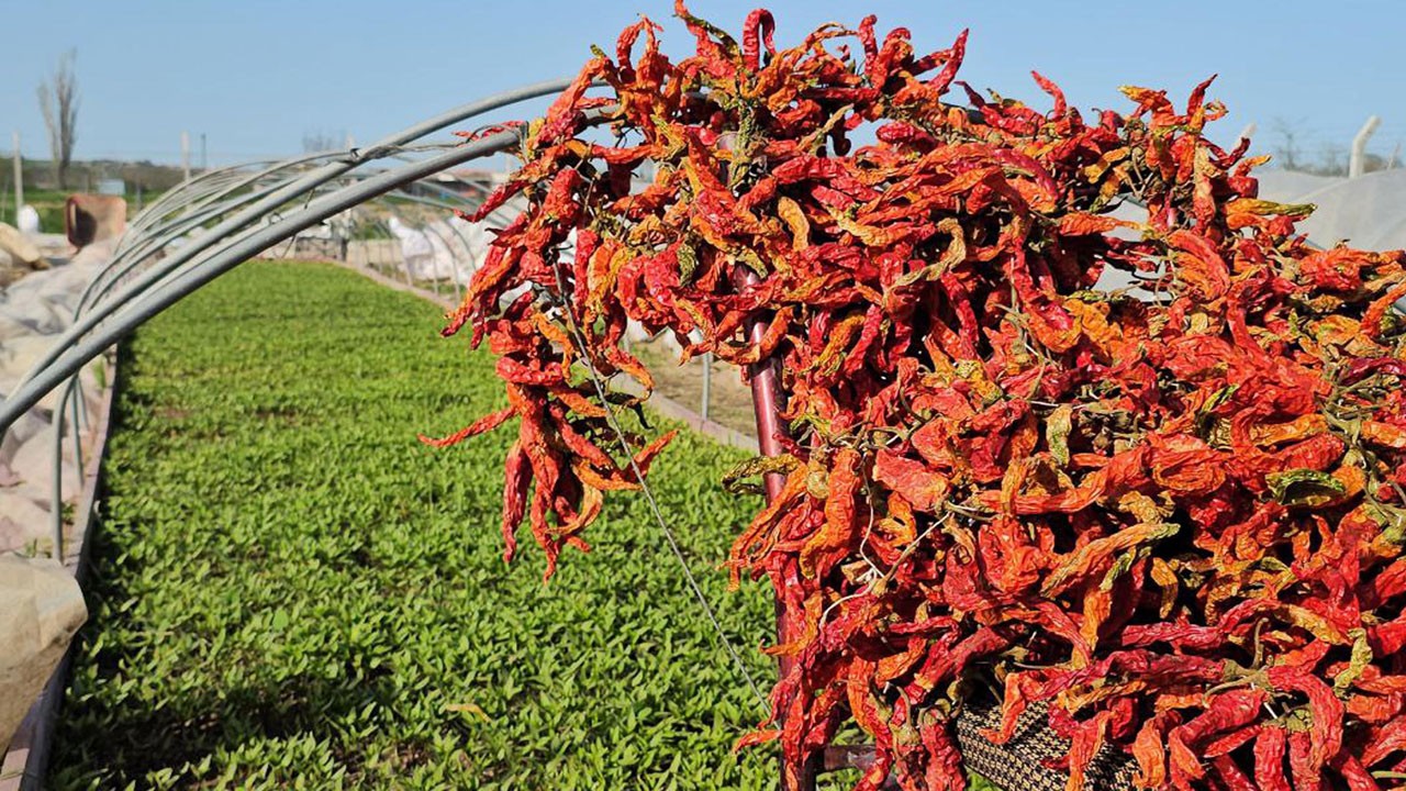 Acı bibere 3 milyonluk önlem