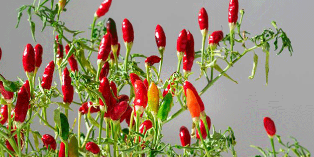 Acı biberi böyle tüketenler dikkat! Aman sağlığınızdan olmayın