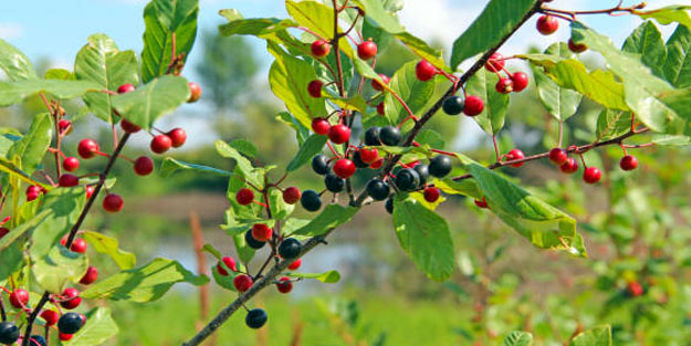 Acı çehre tohumu! Şimdi de herkes bunu kana kana içiyor!
