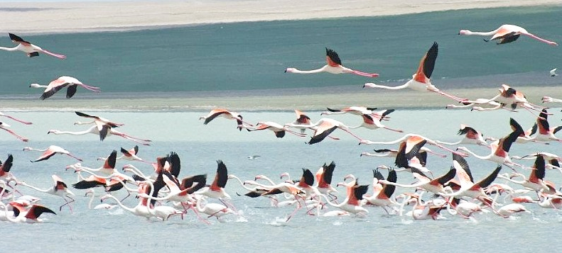 Acı gerçek: Kuşlar artık yok... Bu gölümüzde damla su kalmadı