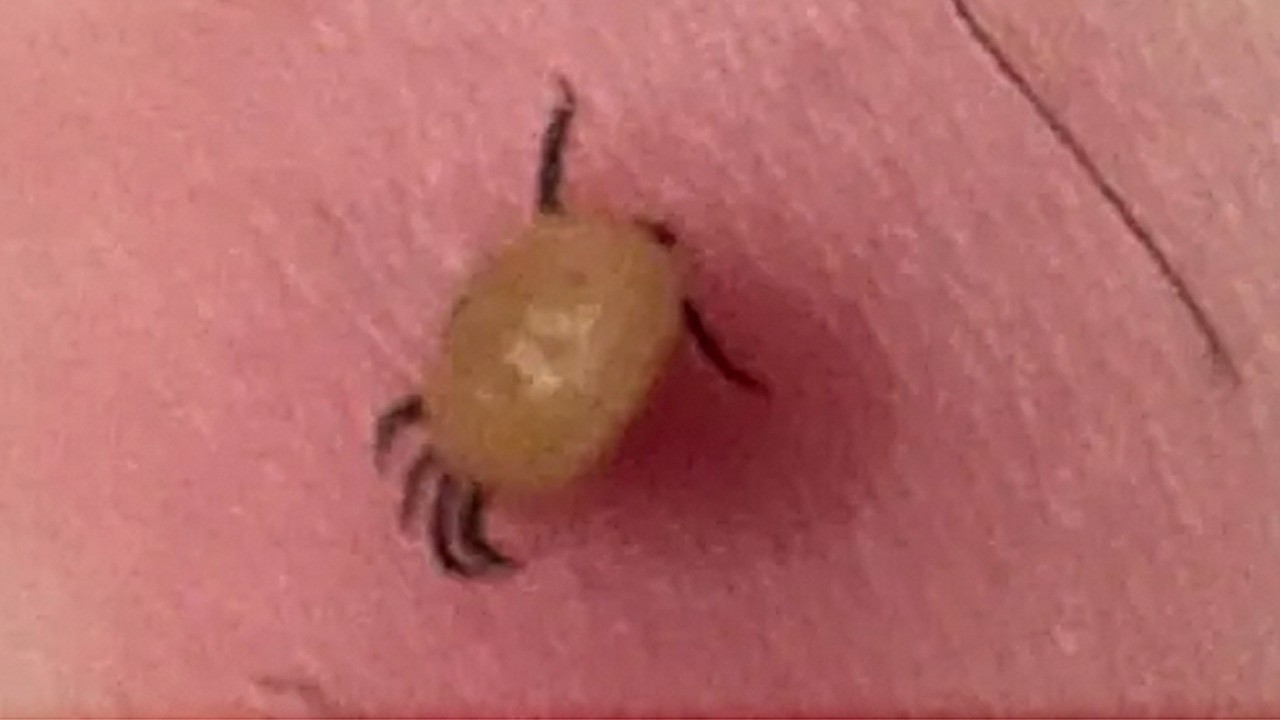 Acı haber Gümüşhane’den: Kene kabusu büyüyor!