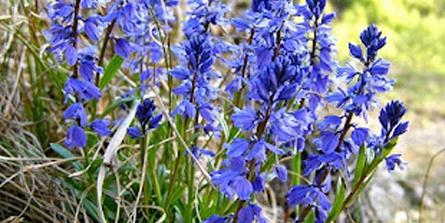 Acı süt otu (bitter milkwort) faydaları yan etkileri kullanım şekli! Çok sayıda etki ve değişim yapar mı?