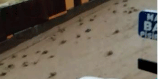 Acı veren görüntü! 5,5 ton karpuz heba oldu
