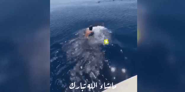 Açık denizde çok tehlikeli oyun! Bir köpek balığının sırtında metrelerce gitti