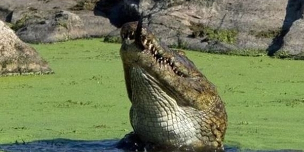 Acıkan timsah bakın yavrusuna ne yaptı...