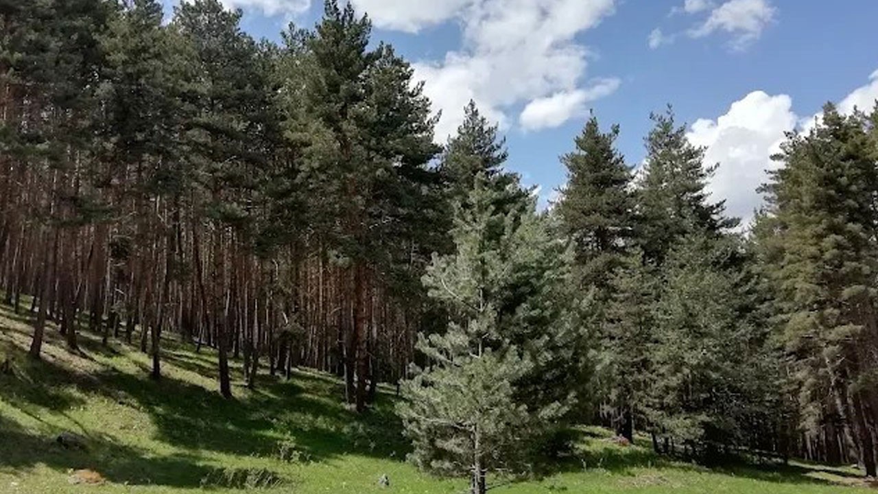 Açıklama geldi! O ilde ormana giriş yasaklandı