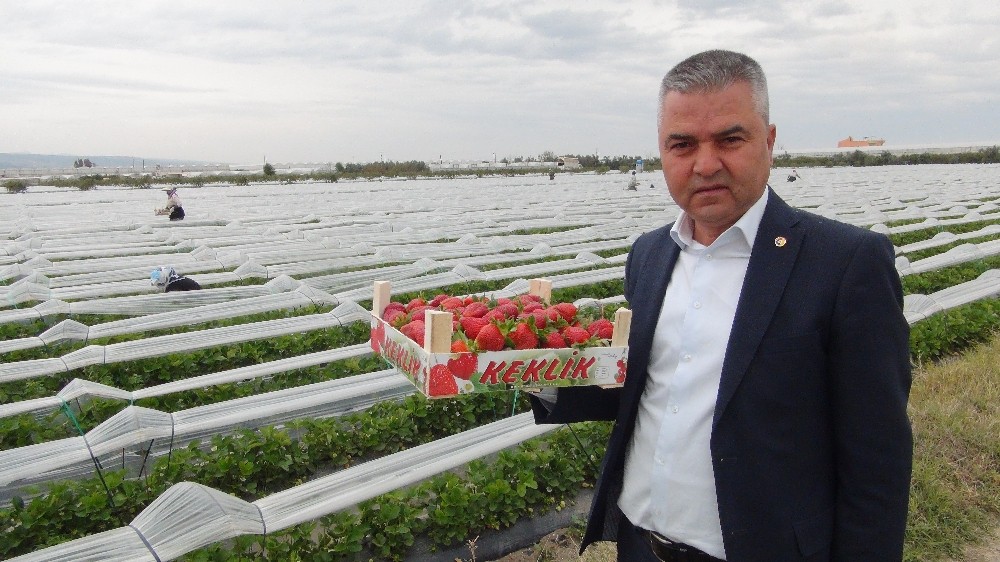 Açıkta çilek hasadı başladı 