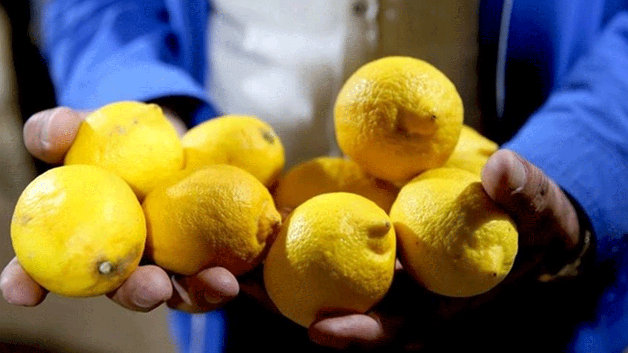Acil olarak imha etmeye götürdüler: Limonları denetleyen ekipler şaşkına döndü!