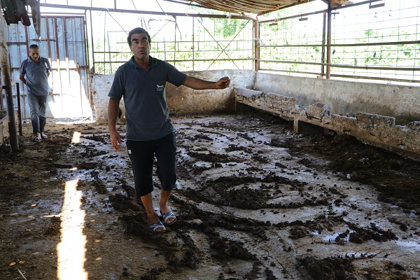 Acısını anlatmak çok zor! Telef oldular