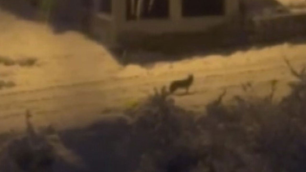 Açlık dağdan indirdi! Tilki evlerin arasında dolaştı