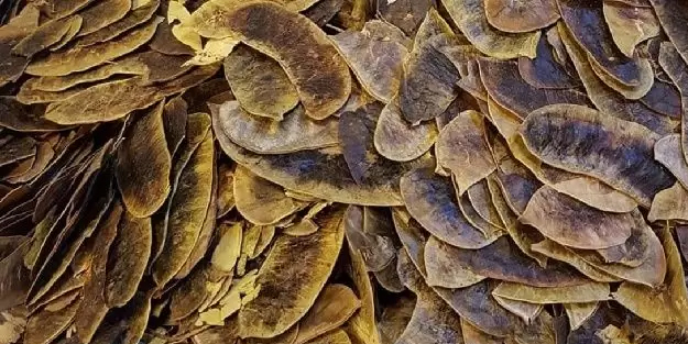 Açlık otu: Başka derman boş yere aramayın! Açlık otu ne işe yarar? Nasıl tüketilir?