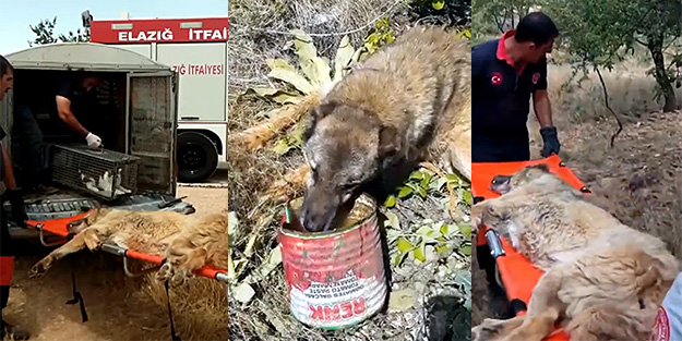 Açlık ve susuzluktan ölmek üzereyken kurtarıldı