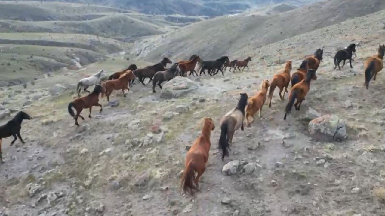 Açlık, yılkı atlarını köylere indirdi!