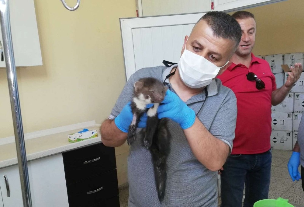 Açlıktan bitkin düşen Sansar tedavi altına alındı 