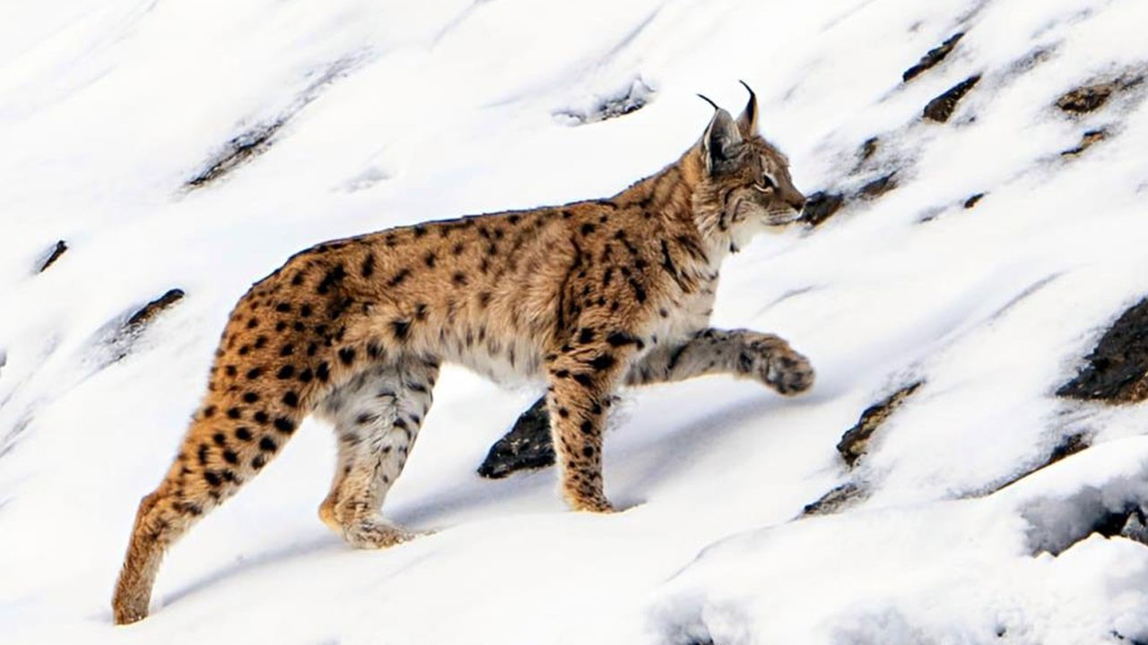 Açlıktan köye inen vaşak yiyecek aradı