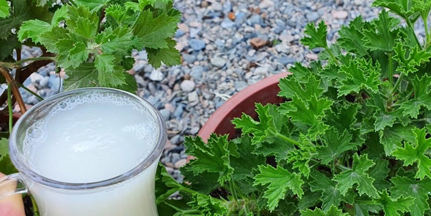 Açmayan çiçeği bile açtırıyor. Dibine 1 bardak dökün ve 1 hafta bekleyin! Çiçeklerin coşmasını ve hızlı büyümesini sağlıyor