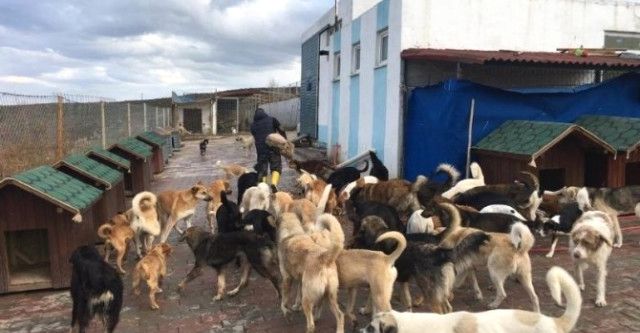 Sokak hayvanları için mini evler yaptılar