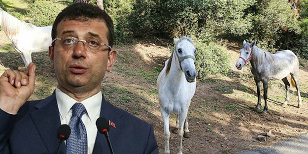 Adalar'daki kayıp yüzlerce atın hesabını veremeyen CHP'li İmamoğlu! İBB'de 'Atlı Zabıta' dönemi başladı