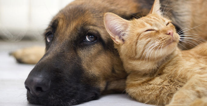 Adalet Bakanı Gül açıkladı: Hayvan hakları kanunu Meclis’ten geçecek