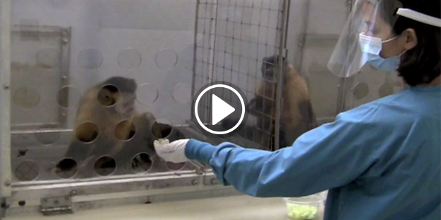 Adaletsizlik karşısında maymunların tepkisi!