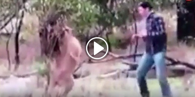 Adam kanguruya yumruk attı! Bakın neden...