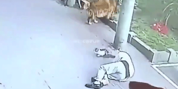 Adamın kafasına ağaçtan kedi düştü! Sonrası inanılmaz...