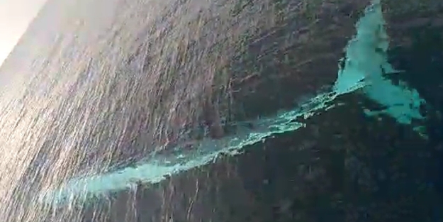 Adana açıklarında görüldü! Tam 15 metre boyunda