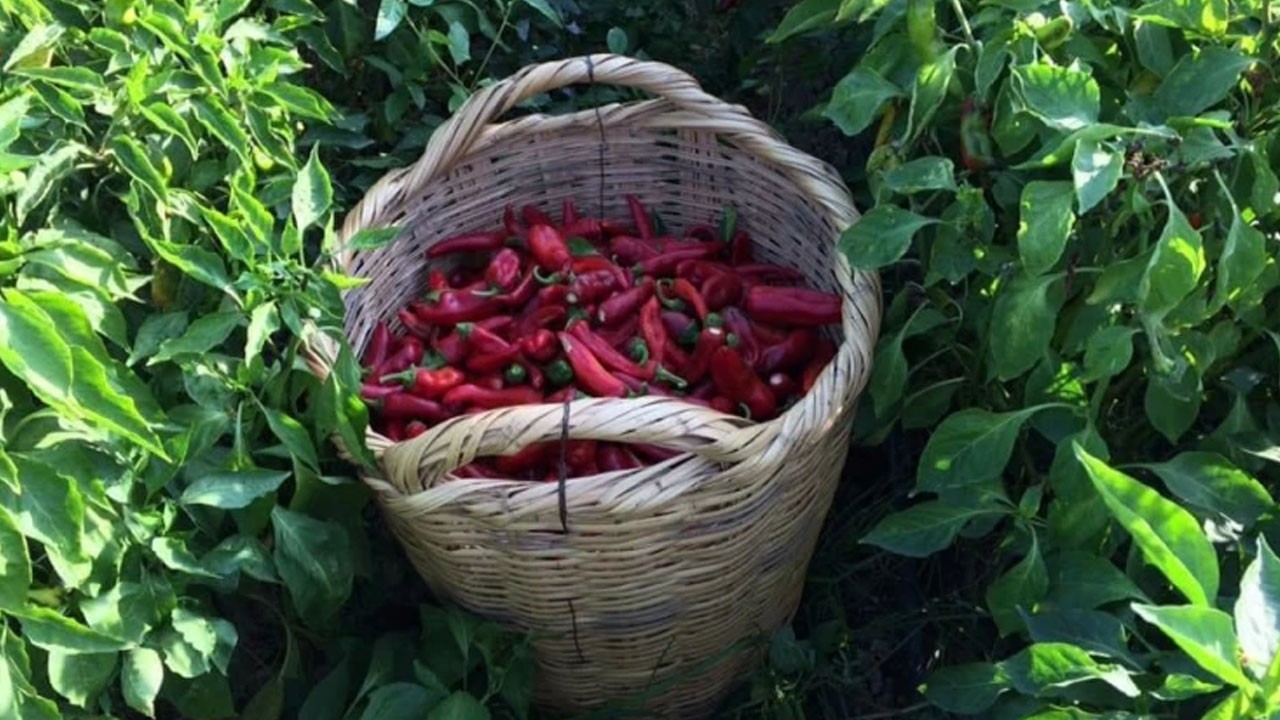 Adana biberi tescillendi!