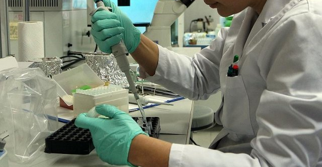 Domuz gribi şüphesi