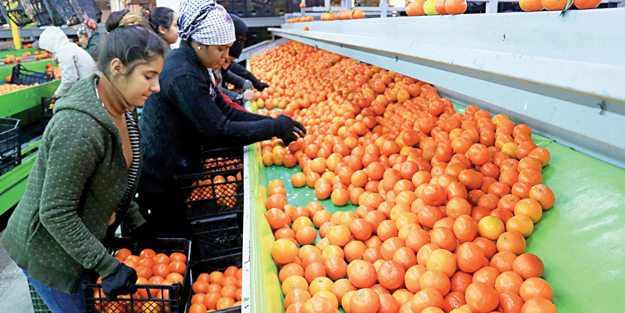 Adana, mandalina bolluğundan memnun