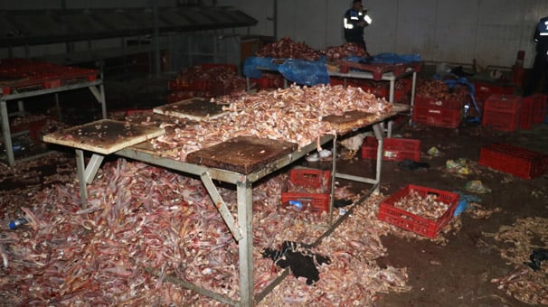 Adana’da 3 ton kesilmiş kaçak tavuk ele geçirildi