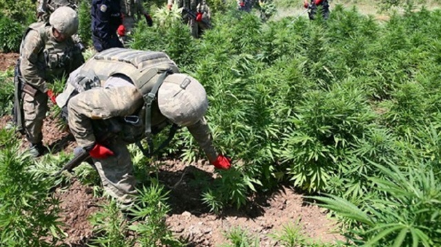 Adana’da 40 bin kök Hint keneviri ele geçirildi