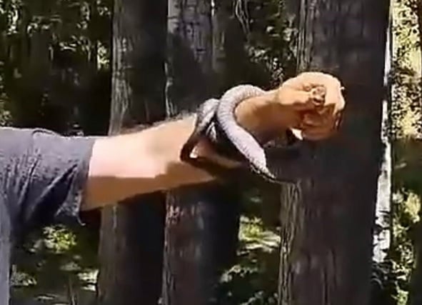 Adana'da akıl almaz şov! Bilezik değil yılan taktı