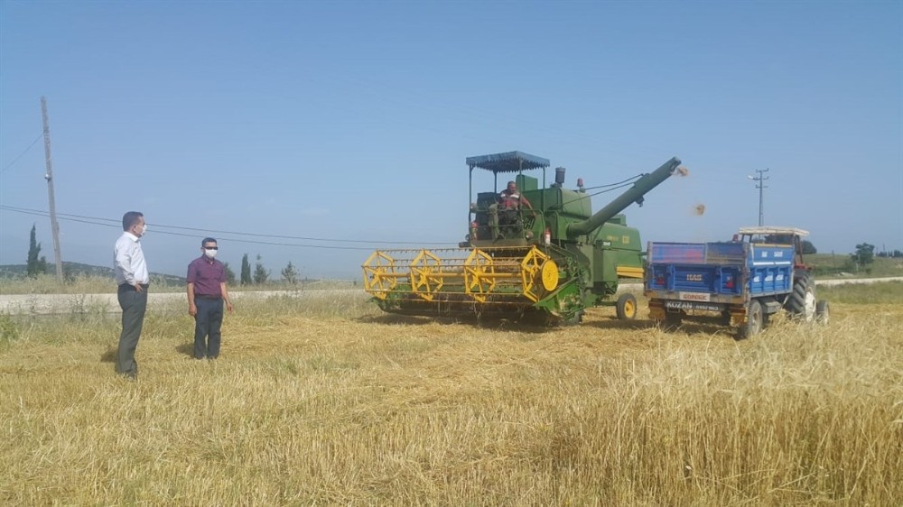 Adana’da arpa ve buğday hasadı başladı 