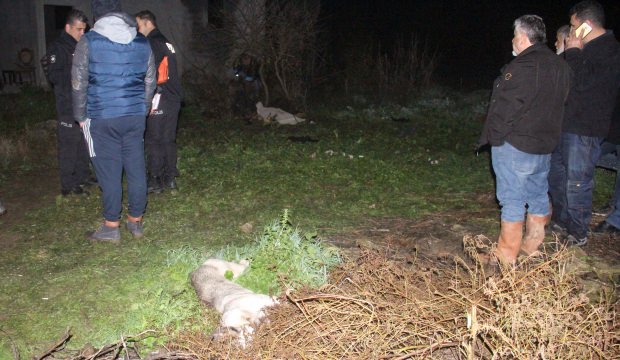 Adana'da başıboş köpek vahşeti