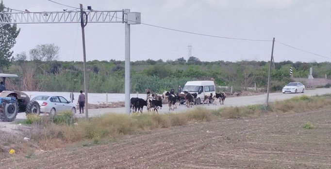 Adana'da bir inek sulama kanalına düştü, 13'ü peşinden atladı