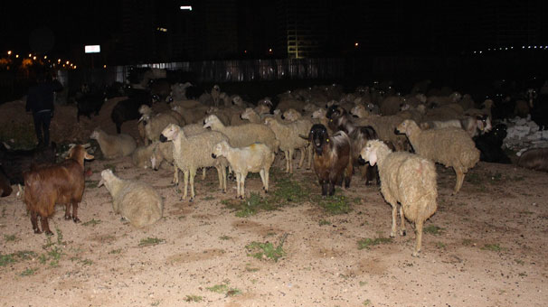 Adana'da çoban uyudu koyunlar şehre indi