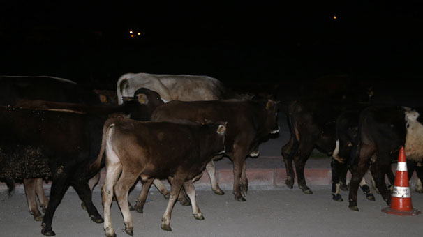 Adana'da çoban uyuyakaldı hayvanlar caddeye indi