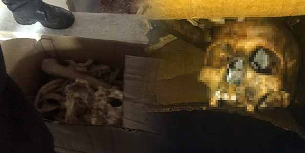 Adana'da dehşete düşüren olay! Tadilat sırasında insan iskeleti buldular