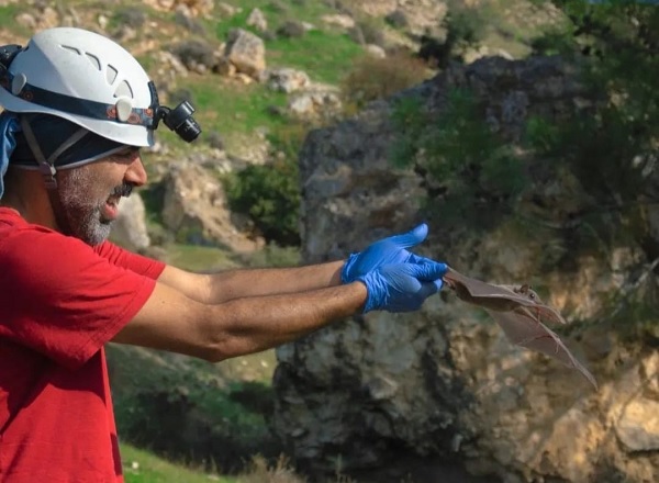 Adana'da dev yarasa paniği