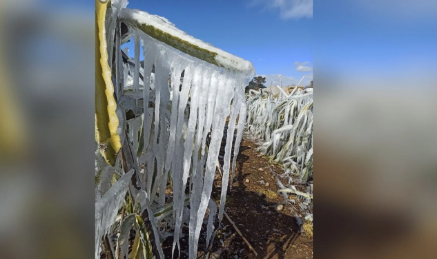 Adana'da don çiftçiyi vurdu
