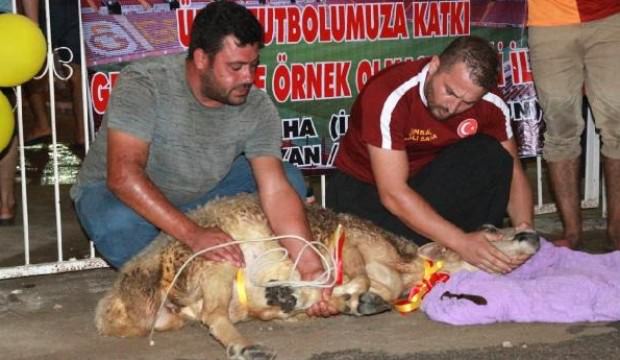 Adana'da 'Falcao gelirse kurban keseceğim' demişti, sözünü tuttu