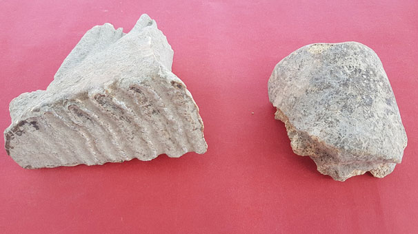 Adana'da fil kalıntıları bulundu!