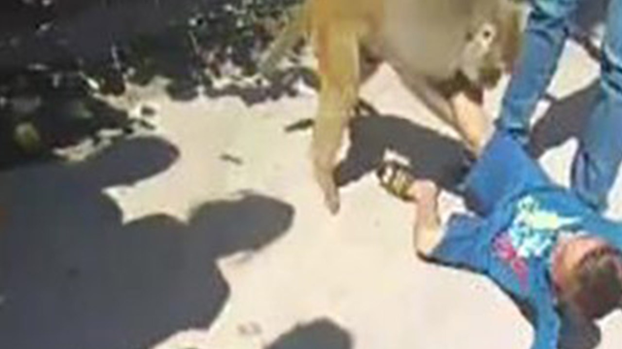 Adana’da garip olaylar serüveni devam ediyor! Evcil maymun çocuğa saldırdı