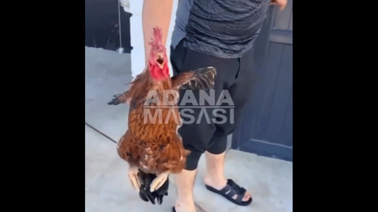 Adana’da horozun şaşırtan çığlığı olay oldu! 'Anne' deyince kesilmekten kurtuldu