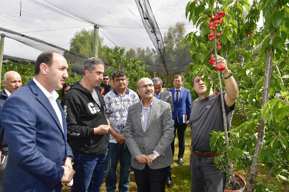 Adana’da ihracatlık kiraz üretimine başlandı 