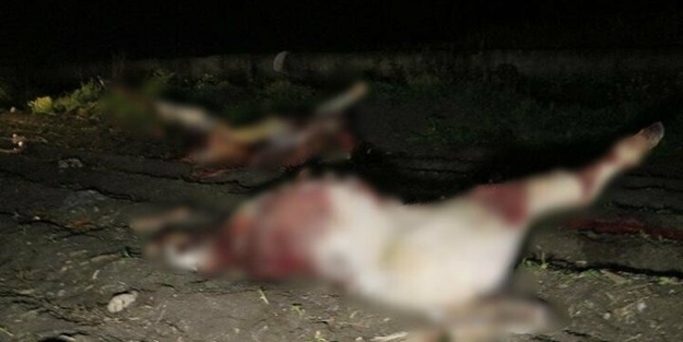 Adana'da kan donduran görüntü! Atları kesmişler