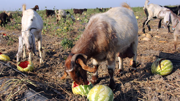 Adana'da karpuz tarlada kaldı, keçilere yem oldu