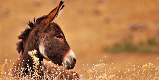 Adana’da kesilmiş 12 eşek ele geçirildi